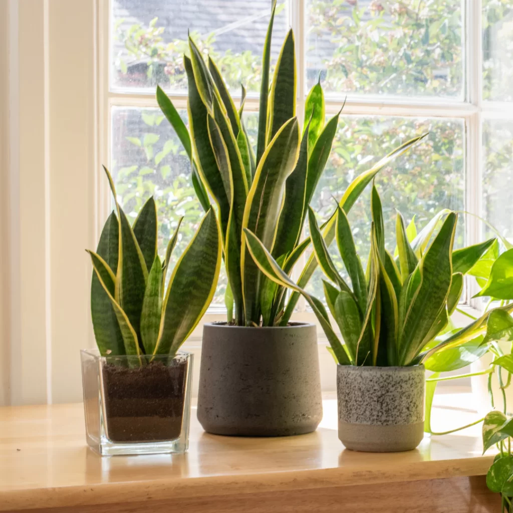 Best Low-Maintenance Plants for Busy Homeowners with Limited Time