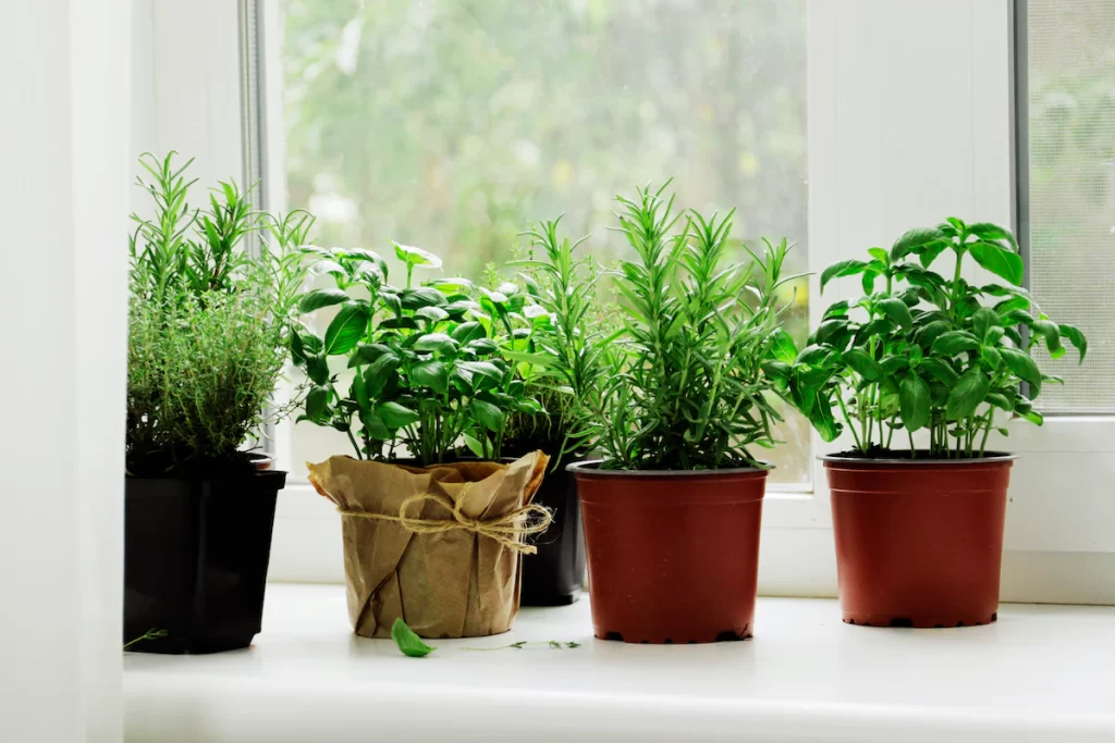 How to Grow Herbs Indoors Without Sunlight in Small Apartments